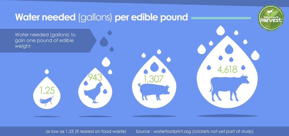 Water Usage Edible Pound